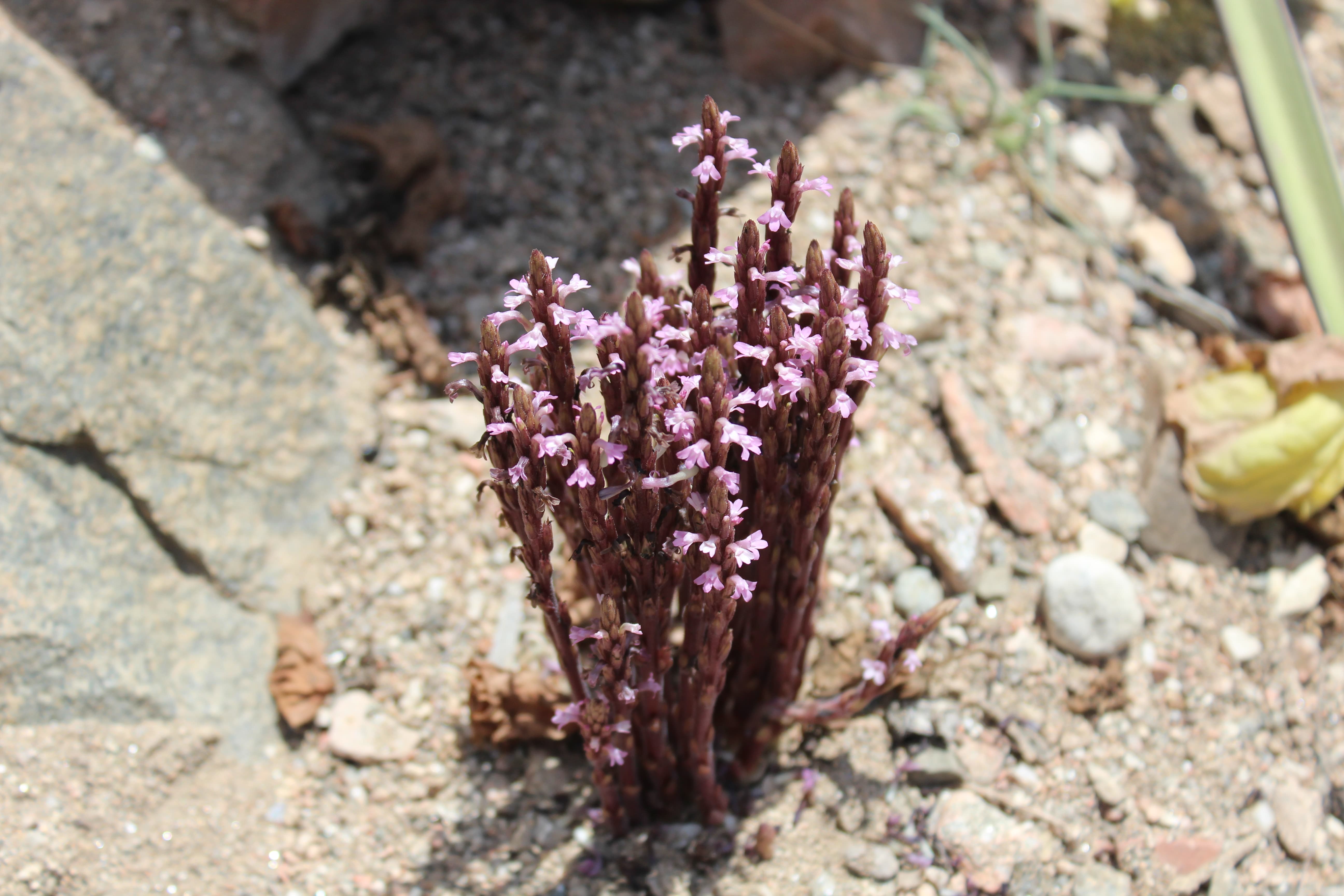 Plant Image